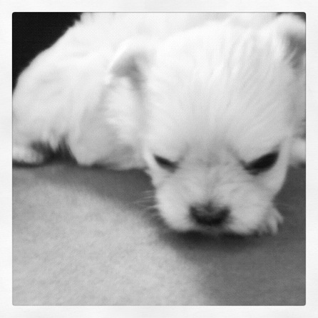 can't wait to pick up our puppy! (& show me your family pic w/ your puppy!) :  wedding pets dogs Pearl