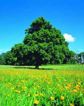 anyone know of a place like this in central or SE MN? :  wedding OAK TREE IN FIELD Lge