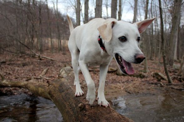 Cool Original Names of your pets!? : wedding Lucky Log