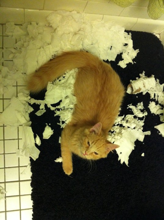 Naughty yet adorable pets! :  wedding Bruno