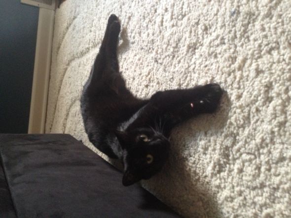 Adopted 2 Kittens last night! :  wedding cat adoption kitten Photo