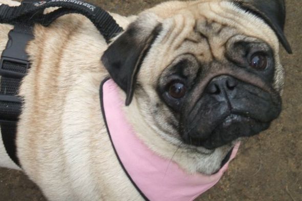 Show me your doggies! :  wedding dogs cute Lila
