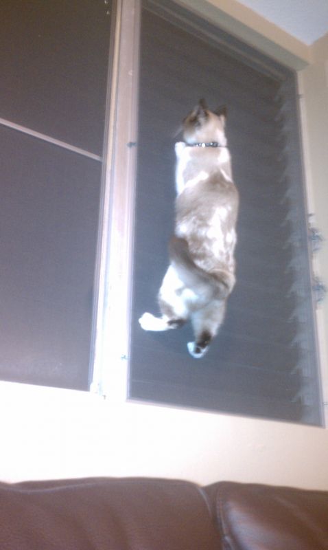 I love my dog... but he is dumb (post your funny pet pics) : wedding Kaia Window
