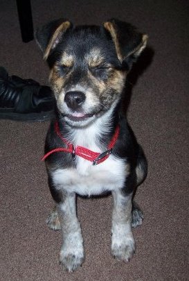 What is my dog? : wedding 60638 104067639658125 100001646683694 30516 4485513 N