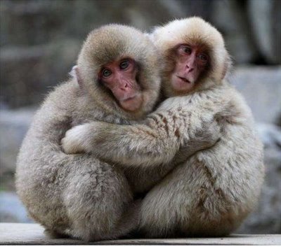 Show me your Table NAMES (not numbers!) : wedding table names Animals In Love 111
