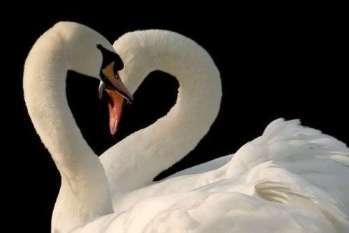 Show me your Table NAMES (not numbers!) : wedding table names Animals In Love 14