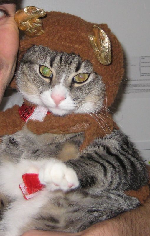 Another Christmas thread: Do your pets have stockings? :  wedding IMG 6634cat Only