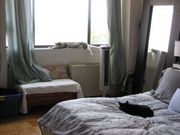 This kitten matches my cat & I really want her! : wedding kitten Nap Cats