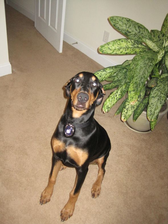 This is for all fur mom's out there! :  wedding animals fur babies cats dogs Ruger 058