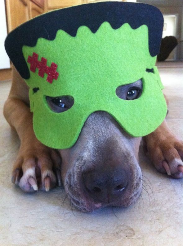 Post a pic of your pet in a halloween costume :  wedding pets IPhone Pics 094