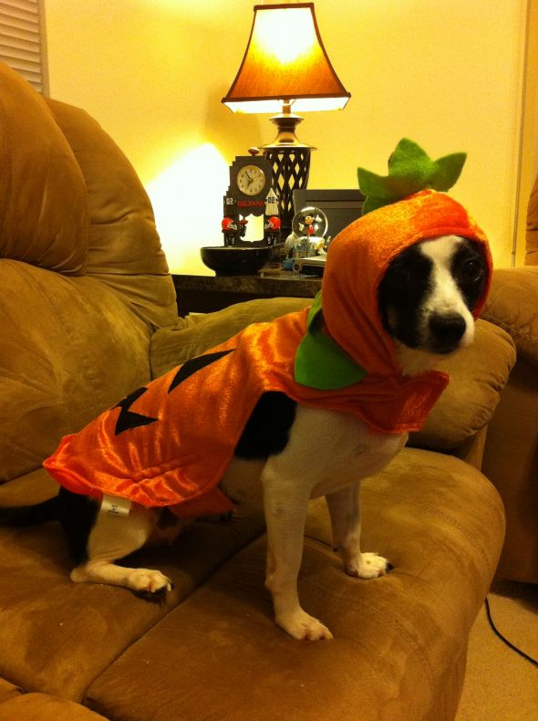 Post a pic of your pet in a halloween costume :  wedding pets IPhone Pics 311