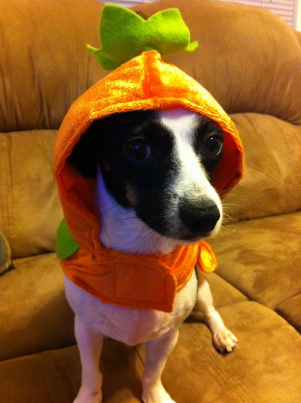 Post a pic of your pet in a halloween costume :  wedding pets IPhone Pics 312