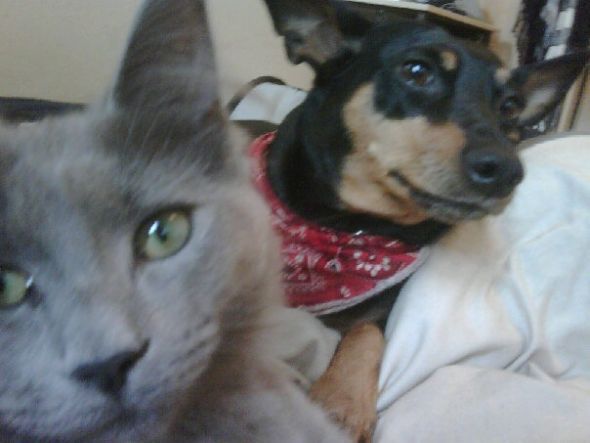 This is for all fur mom's out there! :  wedding animals fur babies cats dogs 29711 903879950660 48918794 51501381 4295439 N