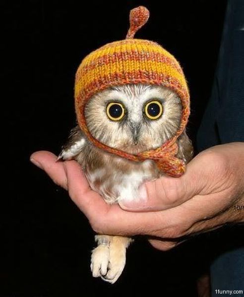 If you could be any woodland creature... :  wedding Cute Owl