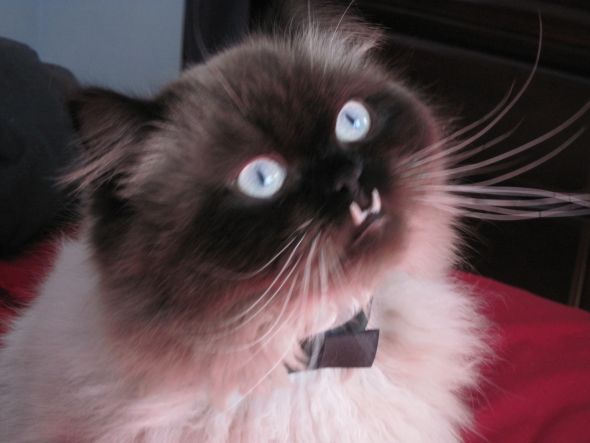 Smoosh face pets! :  wedding IMG 0175 0116