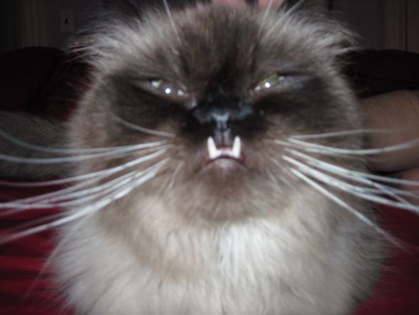 Smoosh face pets! :  wedding IMG 0194 0102