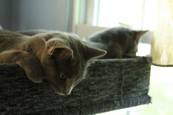 Cute pics of my kitties guaranteed to make you smile :). Post your pics too! :  wedding kitten cute IMG 8932