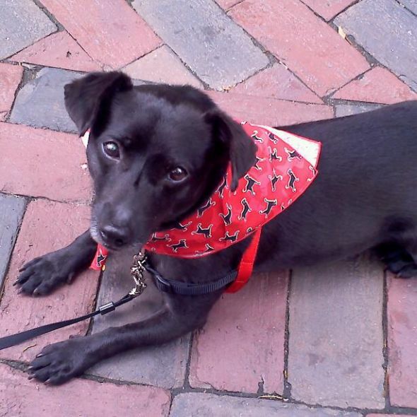 Bees with older dogs that you got as puppies--does it get better/easier? :  wedding MaddyPic
