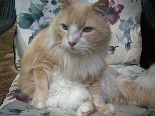 Cute pics of my kitties guaranteed to make you smile :). Post your pics too! :  wedding kitten cute Ollie