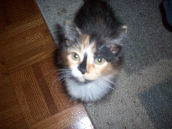 Post your pet pictures!! :  wedding Picture 212