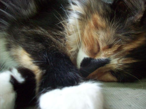 Post your pet pictures!! :  wedding Picture 213
