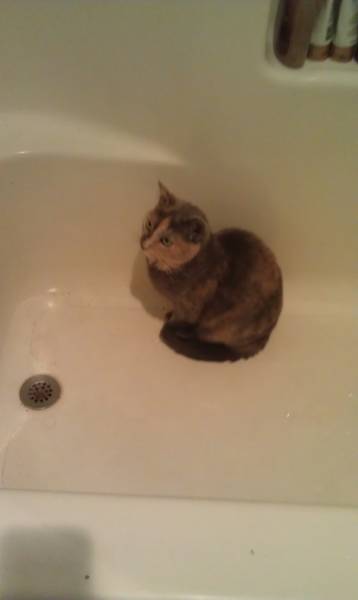 Naughty yet adorable pets! : wedding Pbathtub