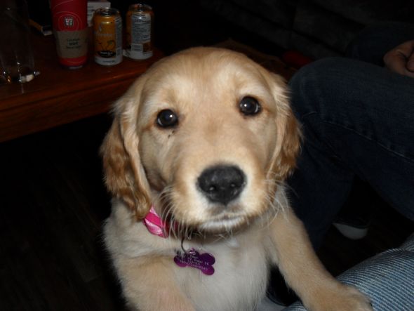 Our Surprise Puppy is Heeeere! :  wedding puppy honey kitty new Honey