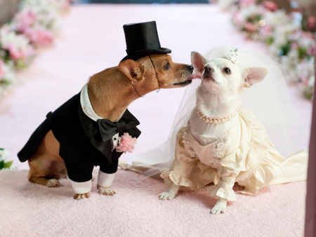 Animal Wedding Pics