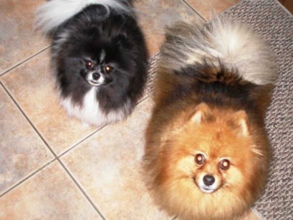 Getting a Second Dog--Pros and Cons? : wedding 16236 1262857446093 1069411533 816477 6107172 N