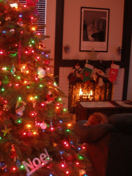 Spinoff: Your Pets During the Holidays :  wedding pet holiday pets during holiday season 16236 1278176309055 1069411533 851911 393463 N