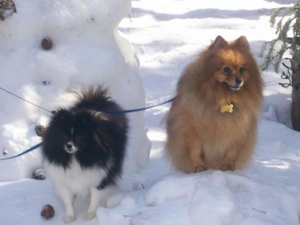 Spinoff: Your Pets During the Holidays :  wedding pet holiday pets during holiday season Pups In Snow
