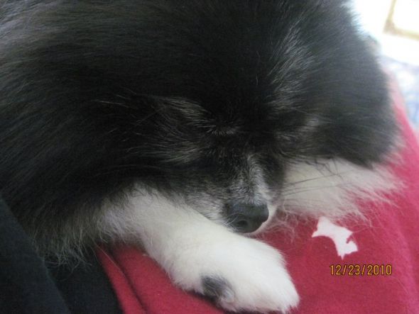 Cute overload!!  Post your sleepy puppy/kitten pics! :  wedding Sleeping Pandy 2