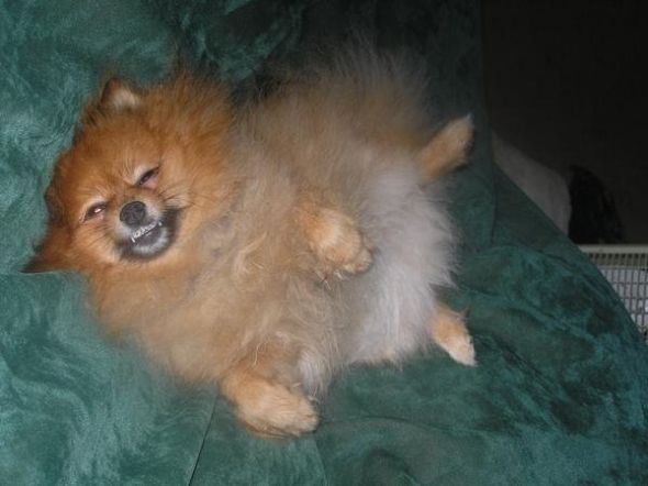 Cute overload!!  Post your sleepy puppy/kitten pics! :  wedding Sleeping Teddy