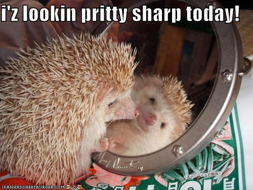 Happy Birthday Ms. Hedgie! Or.... not.... :  wedding Funny Pictures Hedgehog Looks Pretty Sharp Today