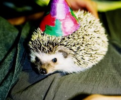 Happy Birthday Ms. Hedgie! Or.... not.... :  wedding Hedgehog Birthday 2551 Thumb