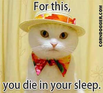 Time stamps are your friend! :  wedding Cat Halloween5