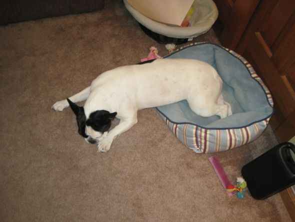 Cute overload!!  Post your sleepy puppy/kitten pics! :  wedding IMG 0334