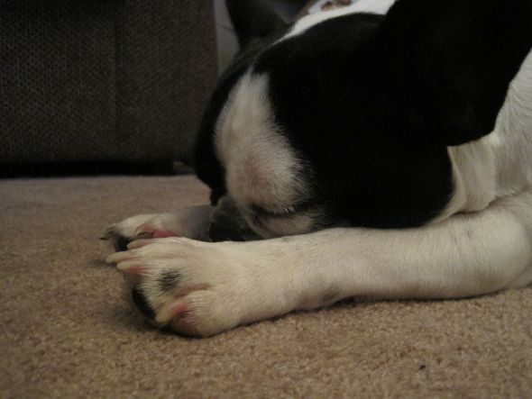 Cute overload!!  Post your sleepy puppy/kitten pics! :  wedding IMG 0335