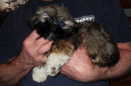 can't wait to pick up our puppy! (& show me your family pic w/ your puppy!) :  wedding pets dogs SDC12852