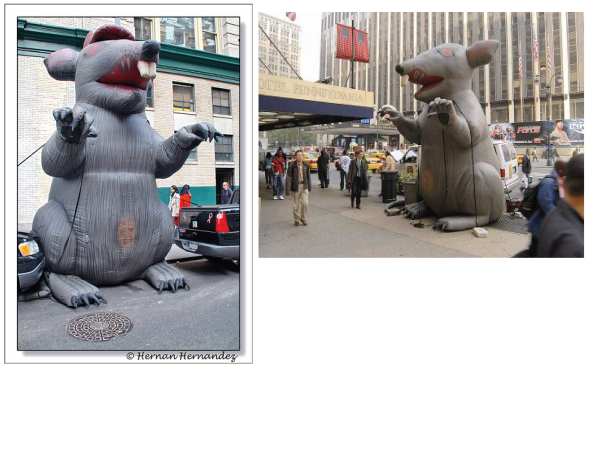 NYC'ers - Be honest. : wedding Union Rat 01