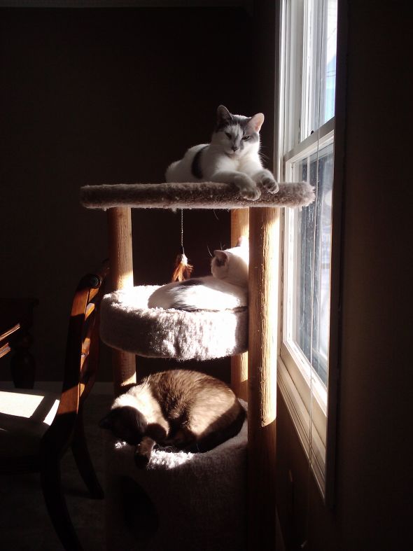 Anyone know anything about Maine Coons? : wedding Kitties In The Condo