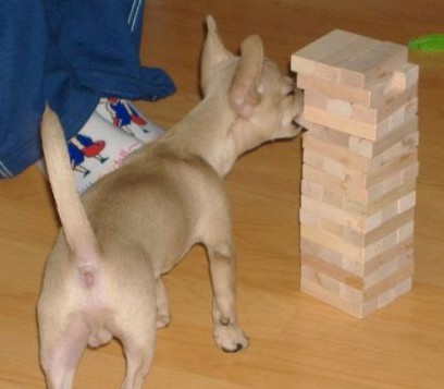 Spinoff: Your Pets During the Holidays :  wedding pet holiday pets during holiday season Jenga