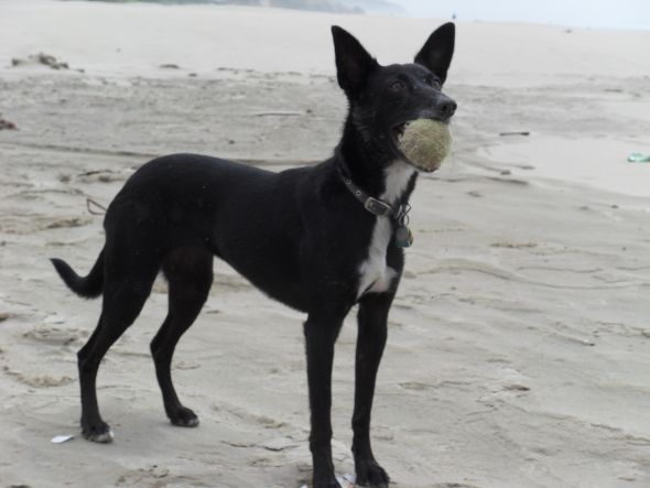 Oregon Bees Intro thread! :  wedding oregon oregon brides oregon bees intro oregon bee intro intro thread Luna At Beach With Ball