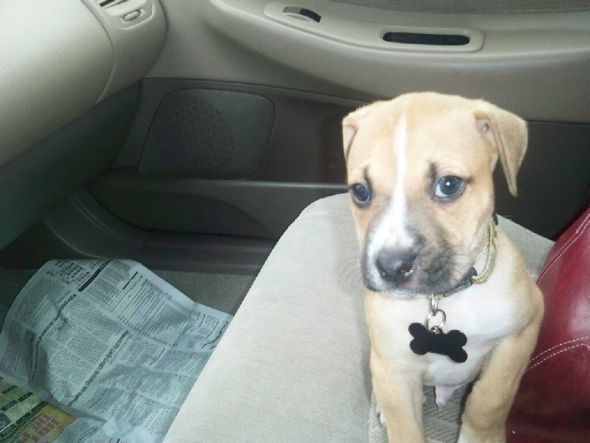 What kind of puppy do you think this is? :  wedding pup puppy rescue shelter dog boxer pit bull Roland Riding In The Car