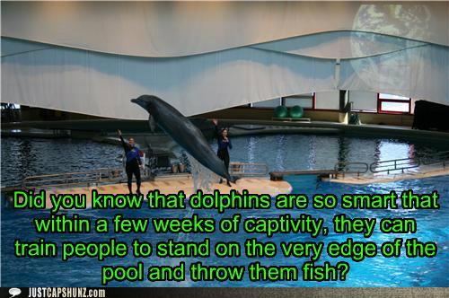 Raise your hand and repeat after me... :  wedding mrs grape Lol Dolphins