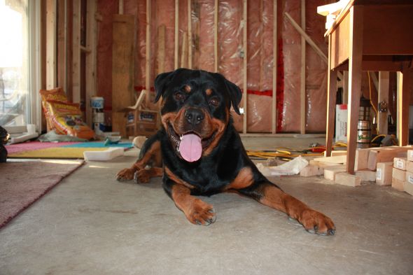 SpinOff:Post a picture of your pet! And tell me why you love them! : wedding animals pets love Animals April 13 11 004