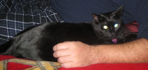 SpinOff:Post a picture of your pet! And tell me why you love them! : wedding animals pets love Cats 1 1 11 005a