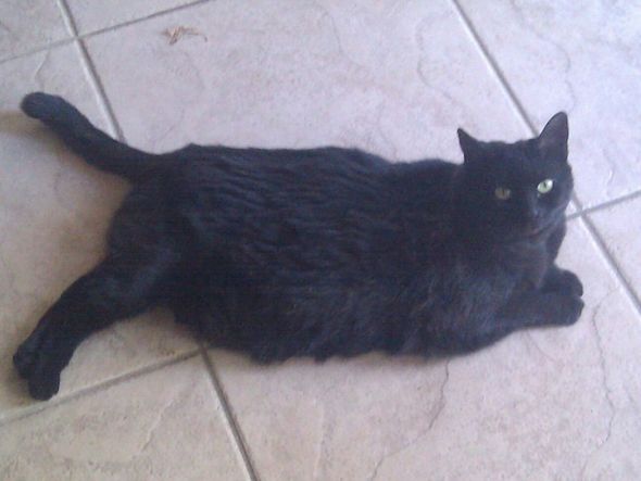 SpinOff:Post a picture of your pet! And tell me why you love them! : wedding animals pets love Kilolounging
