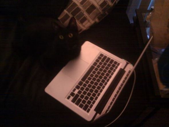 SpinOff:Post a picture of your pet! And tell me why you love them! : wedding animals pets love Tangocomputer