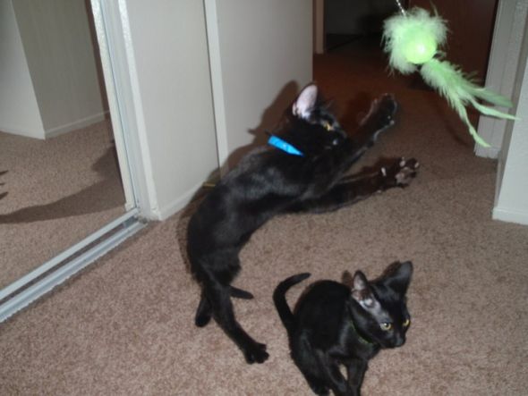 My SO and I are cat lovers! Show off your cats or pets! :) :  wedding pets Zululeapingtango